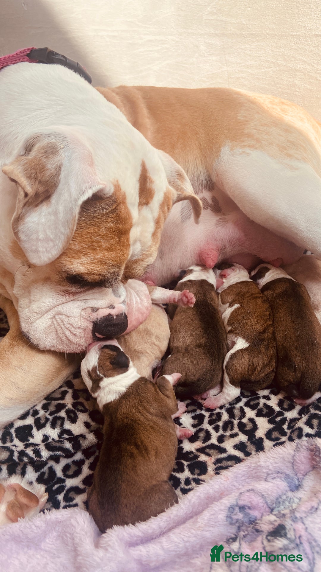 Alapaha Blue Blood Bulldog dogs for sale: Beautiful Alapaha blue bulldogs  - Image 12