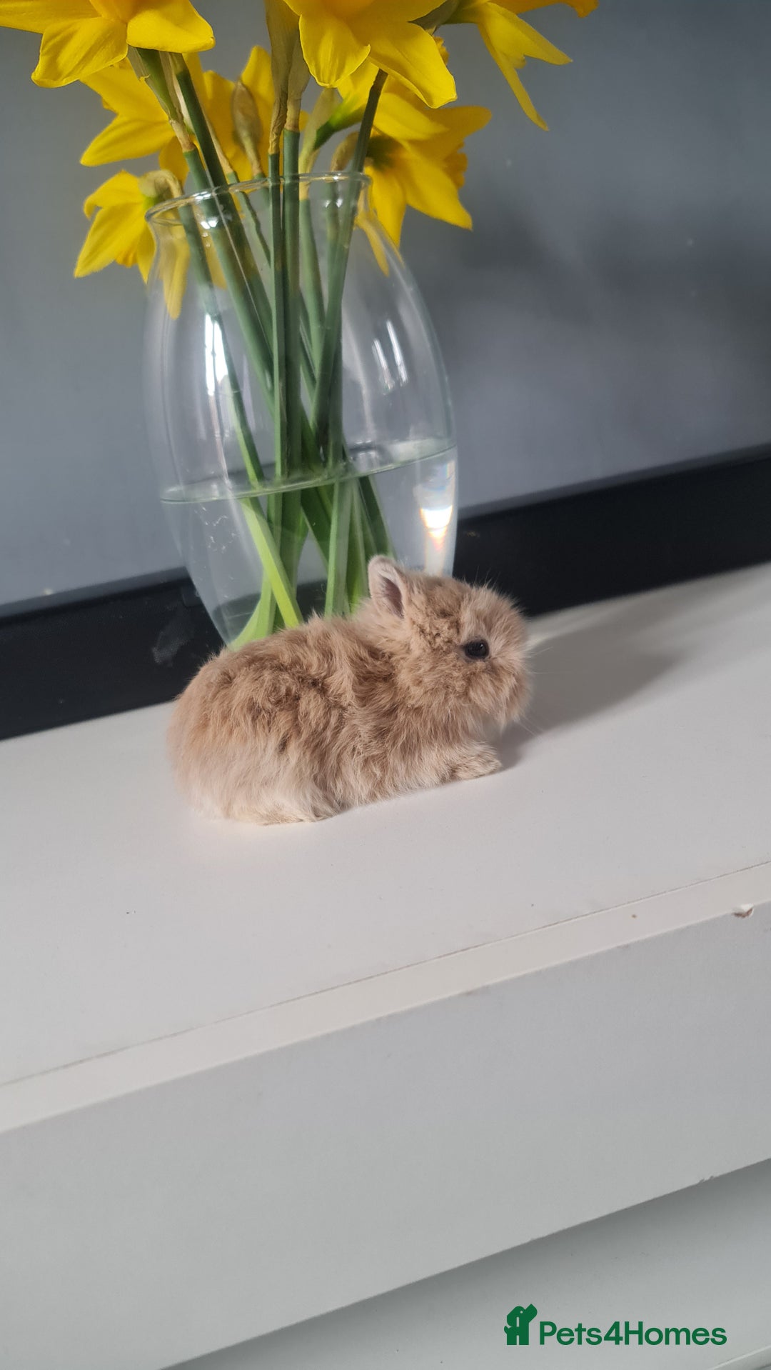 Angora rabbits for sale: Baby bunnies - Advert 4