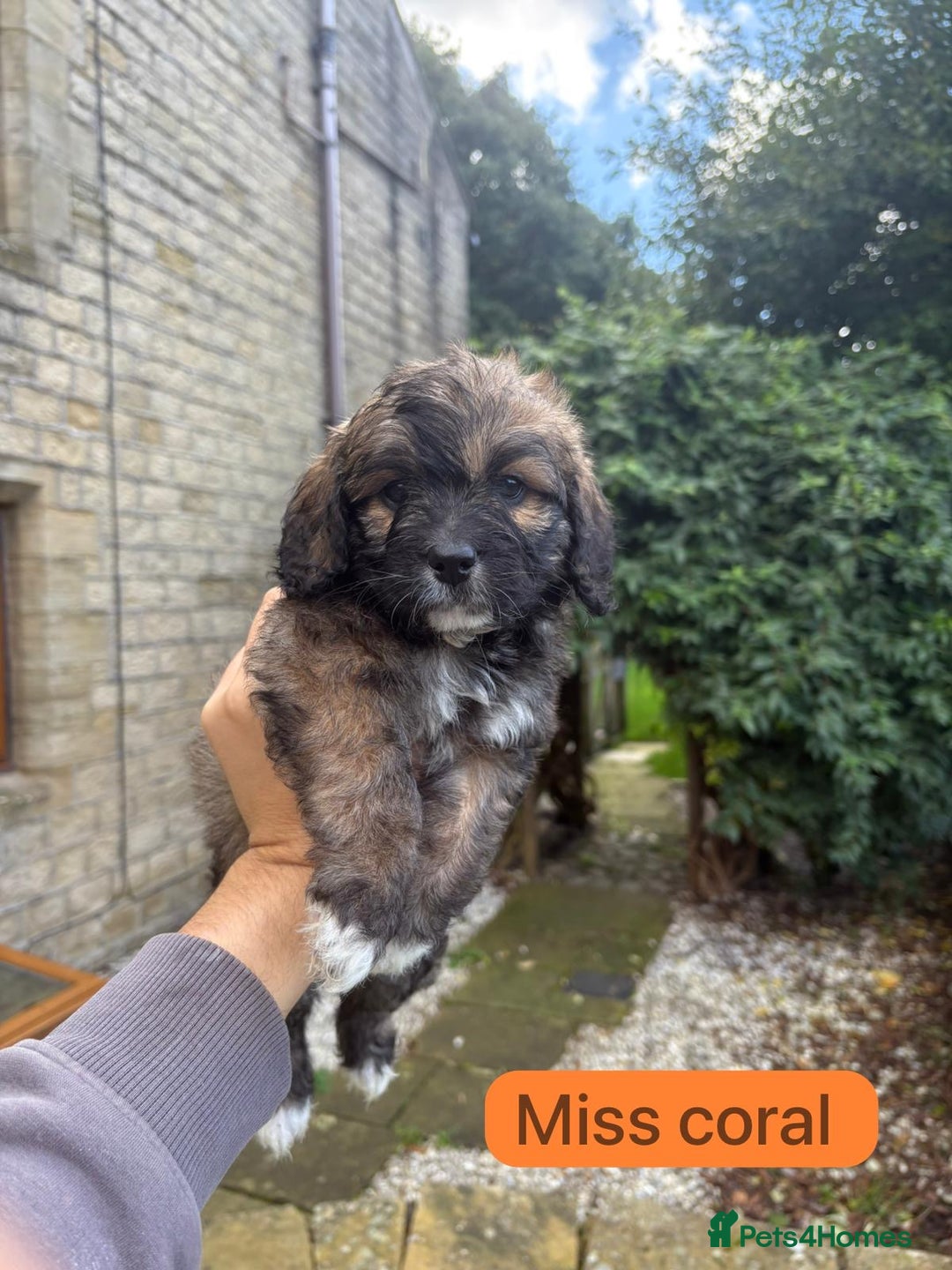 Saint Bernard dogs for sale: Outstanding Mini Saint Bernadoodle Puppies - Image 20