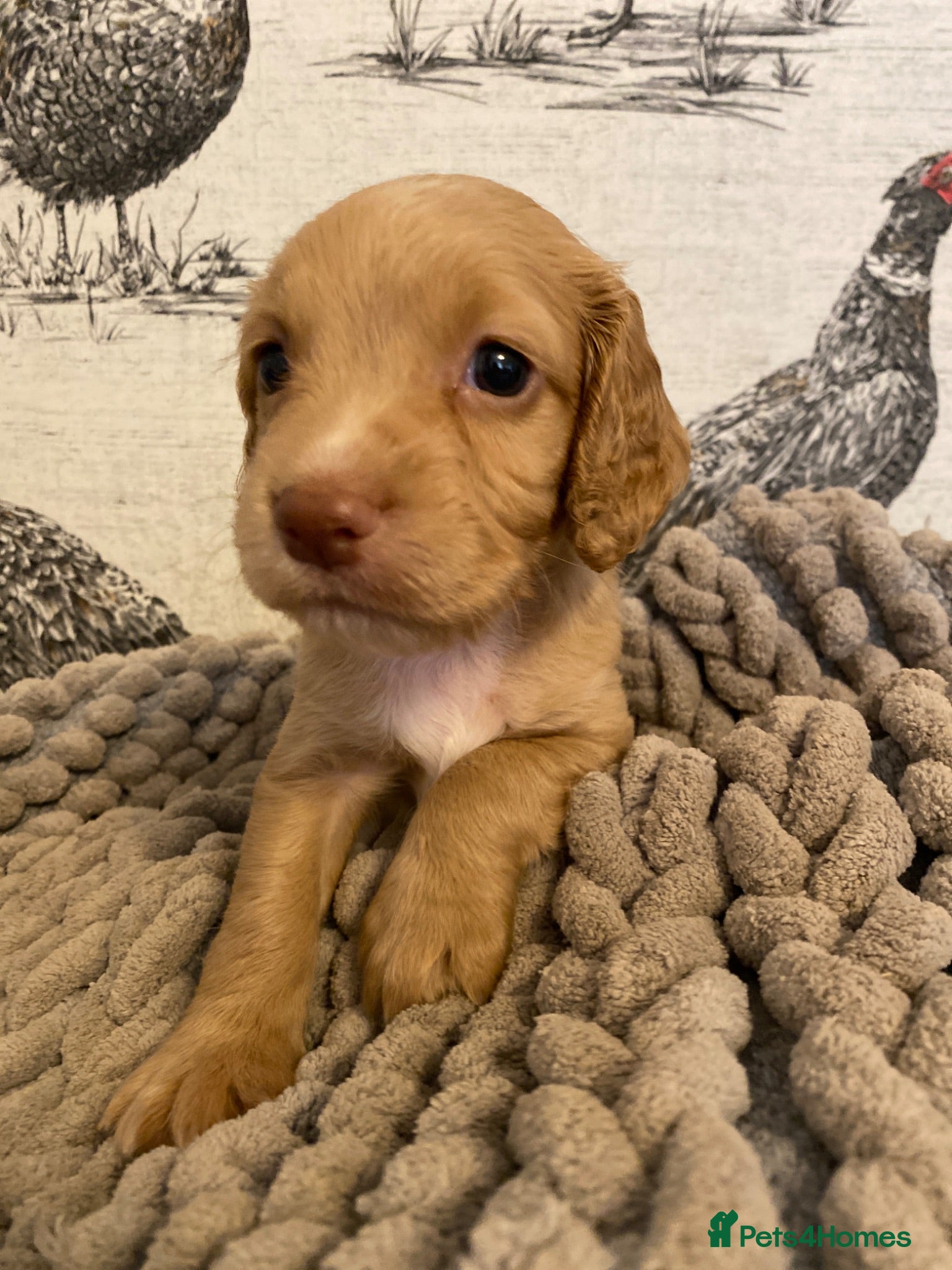 Cocker Spaniel dogs Beautiful KC Working Cocker Spaniel Puppies. - Advert 2