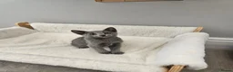 Russian Blue cats for sale: GCCF REGISTERED RUSSIAN BLUE KITTENS  - Advert 20