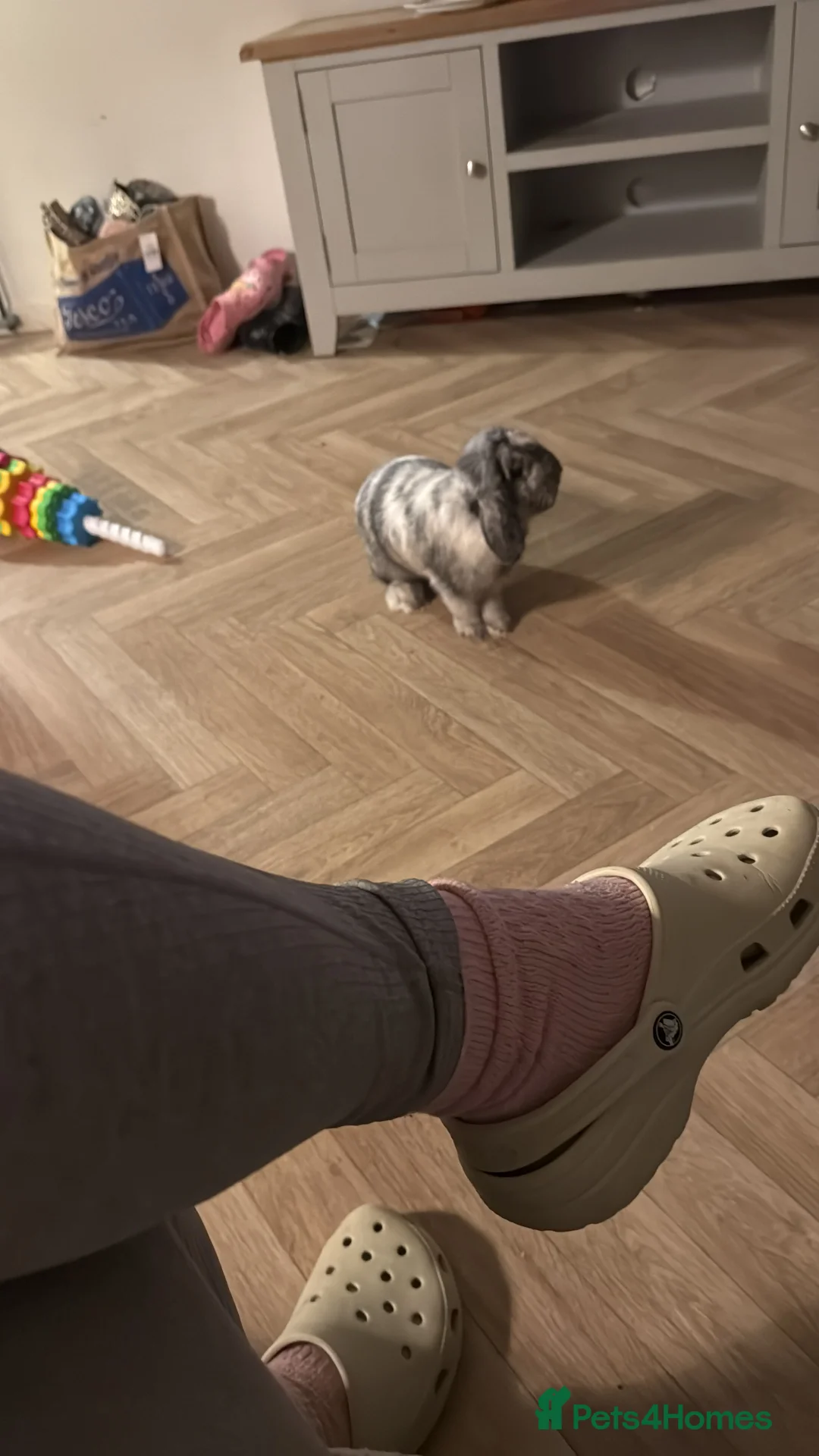 Mini Lop rabbits for sale: Grey and white mini lop - Advert 3