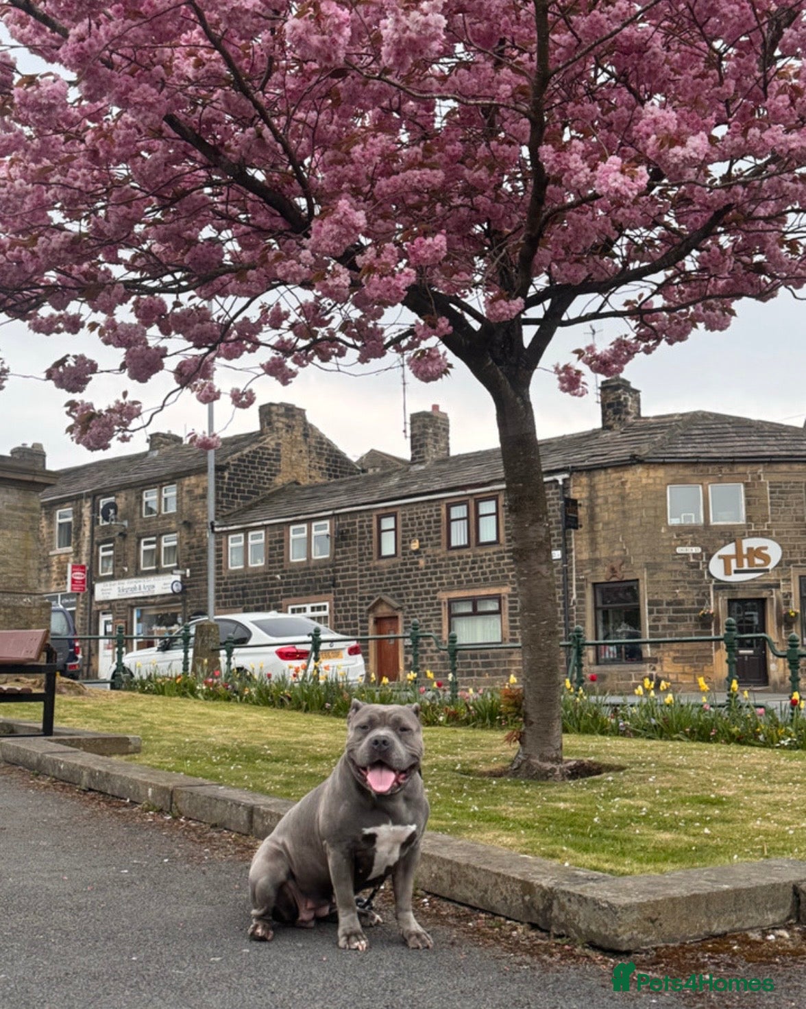 American Bully dogs 🌸🌸 NARLA🌸🌸  - Advert 2