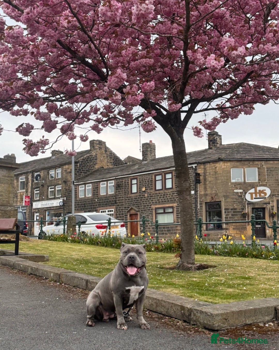 American Bully dogs for sale: 🌸🌸 NARLA🌸🌸  - Advert 1