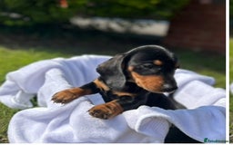 Dachshund dogs for sale: Beautiful Dachshund puppies  - Image 9