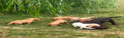 Sprocker dogs for sale: Sprocker puppies - Advert 1