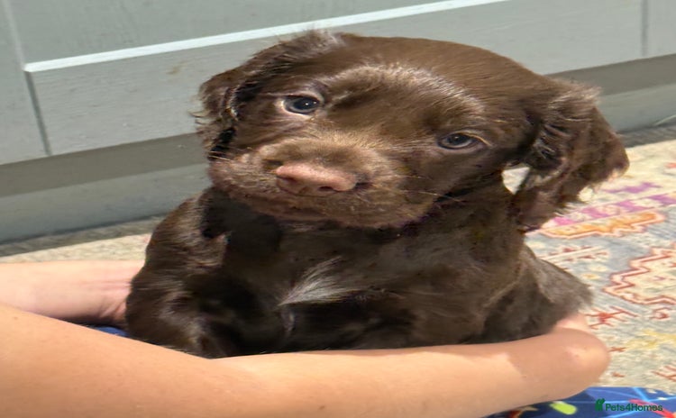 Cocker Spaniel dogs - Advert 2