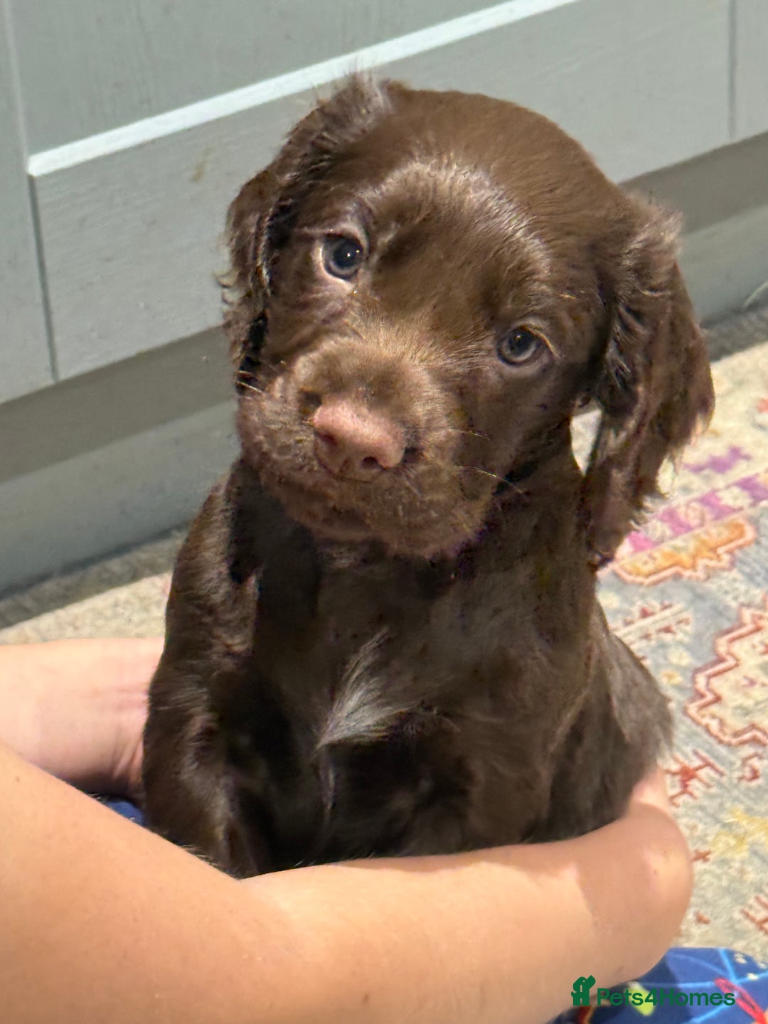 Cocker Spaniel dogs for sale: Kc reg, working bred cocker spaniels - Image 1