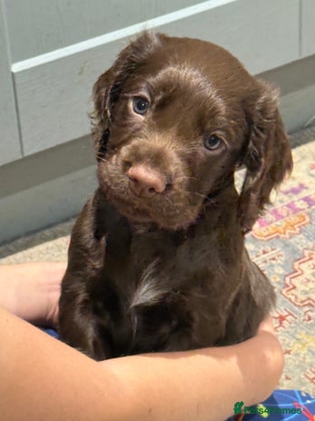 Cocker Spaniel dogs - Advert 16