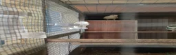 Parakeets birds for sale: 2 pairs of kakarikis and 1 pair of black rosellas - Advert 10