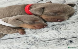 Miniature Dachshund dogs for sale: Isabella and tan miniature dachshunds - Image 7