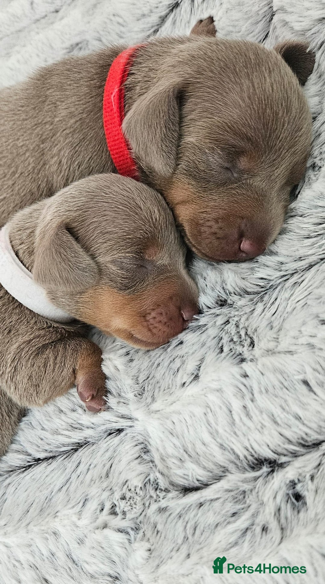 Miniature Dachshund dogs for sale: Isabella and tan miniature dachshunds - Image 7