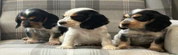 Cocker Spaniel dogs for sale: Top quality cocker spaniel pups  - Advert 1