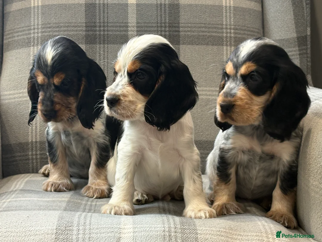 Cocker Spaniel dogs for sale: Top quality cocker spaniel pups  - Advert 1