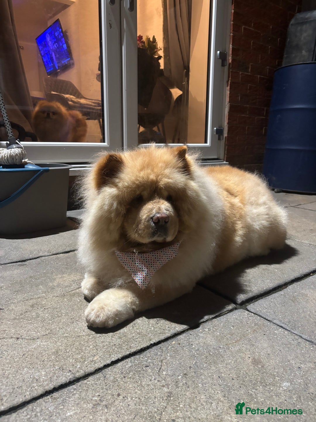 Chow Chow dogs for sale: Beautiful Male Chow - pls read full advert - Advert 1