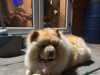 Chow Chow dogs Beautiful Male Chow - pls read full advert - Advert 1