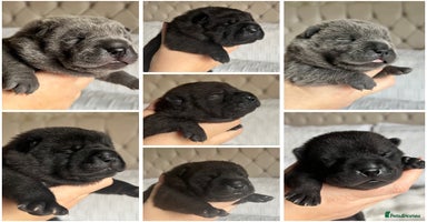 Mixed Breed dogs ChowPei Pups  - Advert 12