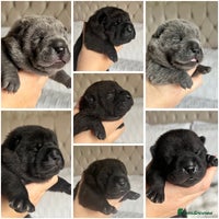 Mixed Breed dogs ChowPei Pups - Advert 12