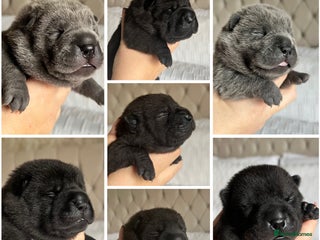 Mixed Breed dogs ChowPei Pups - Advert 17