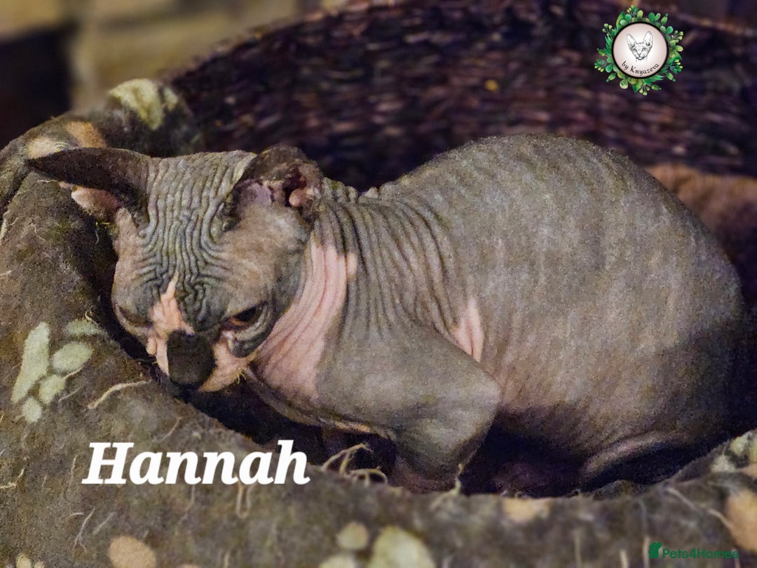 Sphynx cats for sale: Beautiful Canadian Sphynx Champion father line ❤️  - Advert 9