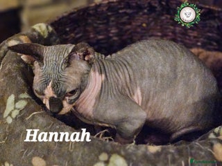 Sphynx cats Beautiful Canadian Sphynx Champion father line ❤️ - Advert 2