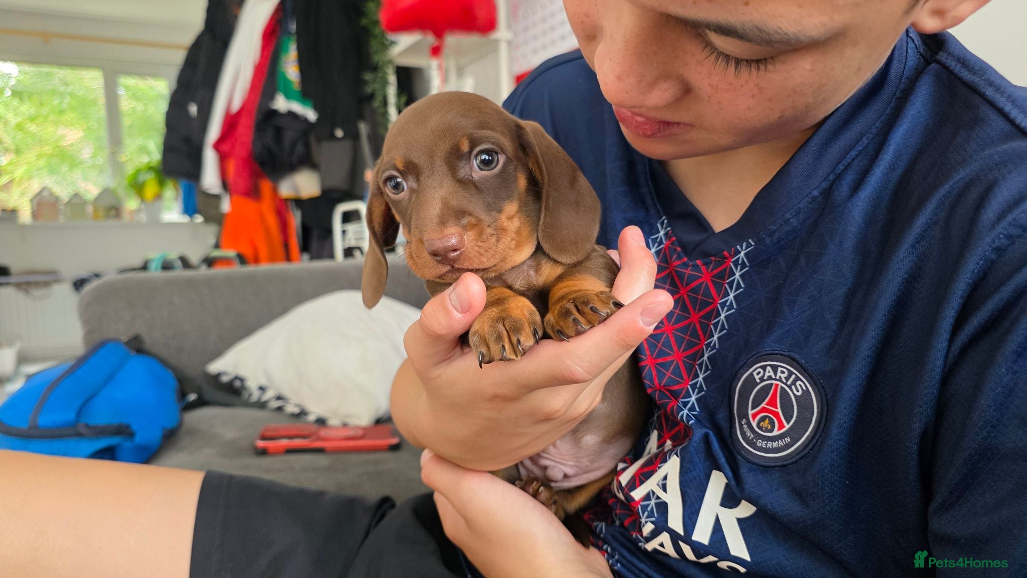Miniature Dachshund dogs KC Registered Miniature Dachshund Puppies - Advert 11