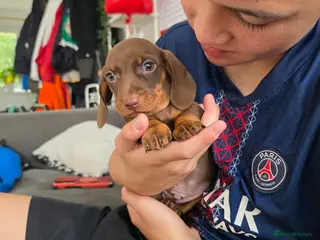 Miniature Dachshund dogs KC Registered Miniature Dachshund Puppies - Advert 11