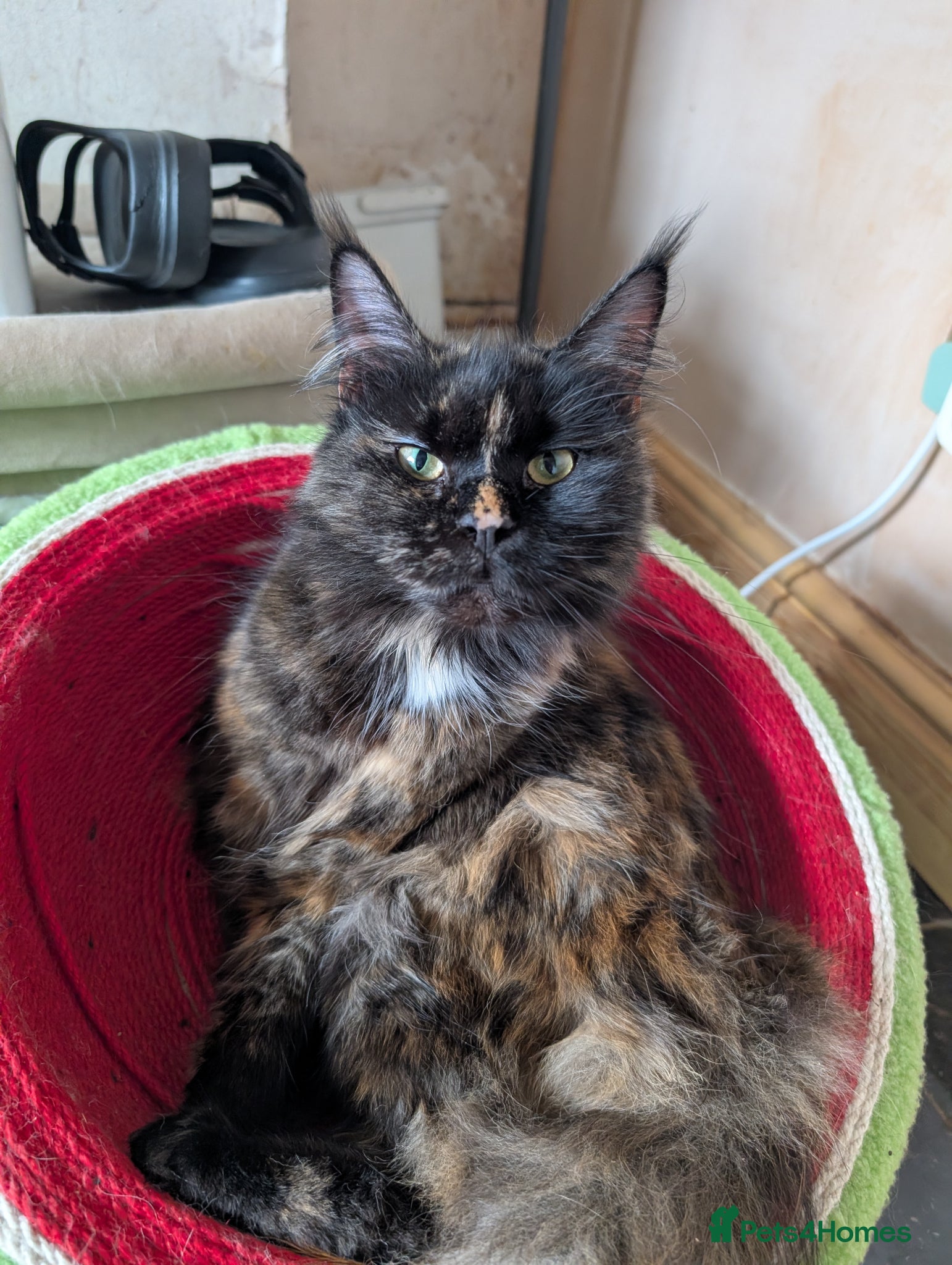 Maine Coon cats for sale: Hope stunning calico girl - Advert 3