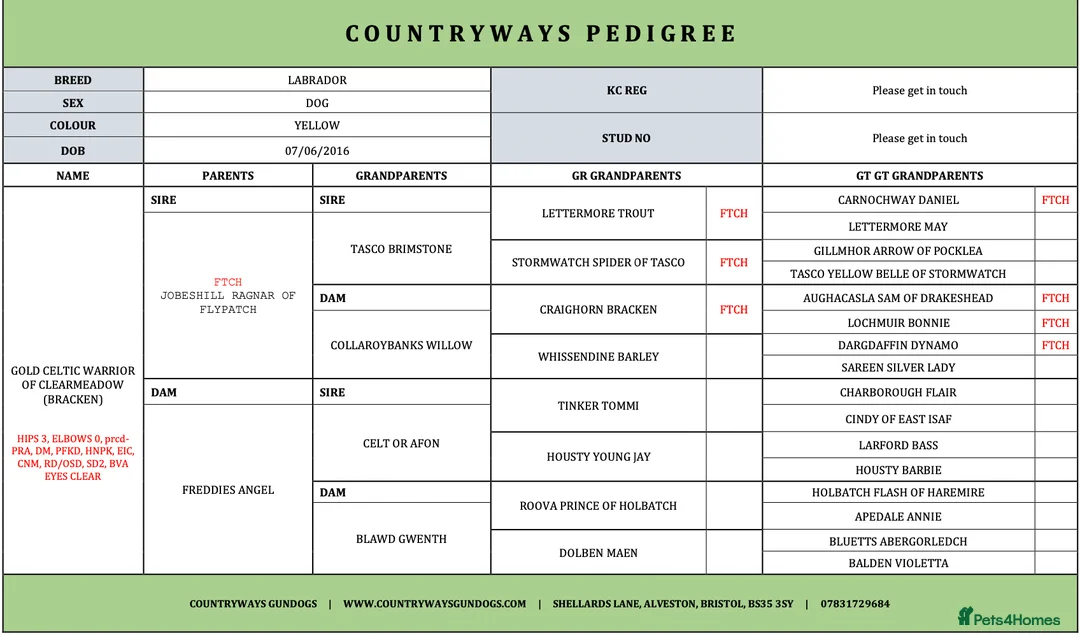 Labrador Retriever dogs for stud: Our Handsome FULLY HEALTH Tested Fox Red Stud Dog in Bristol - Advert 18
