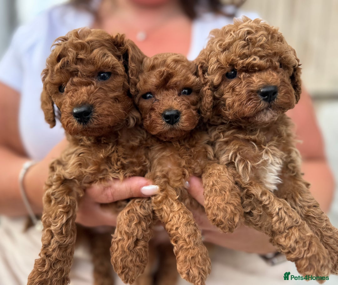 Cavapoo dogs for sale: 🌟 Premium F1bb Toy Cavapoo Puppies 🌟 - Advert 10