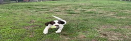 English Springer Spaniel dogs for sale: Two boys available from a Open fiekd trial winner - Advert 7