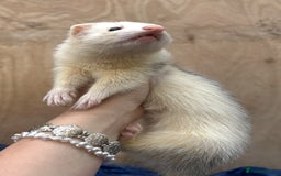 Ferret rodents for sale: Silver Jill - Image 7