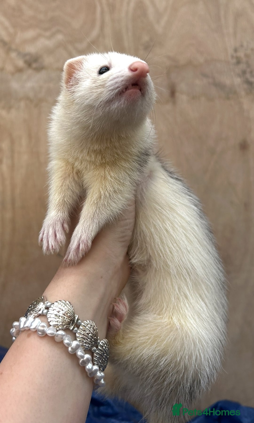 Ferret rodents for sale: Silver Jill - Image 7