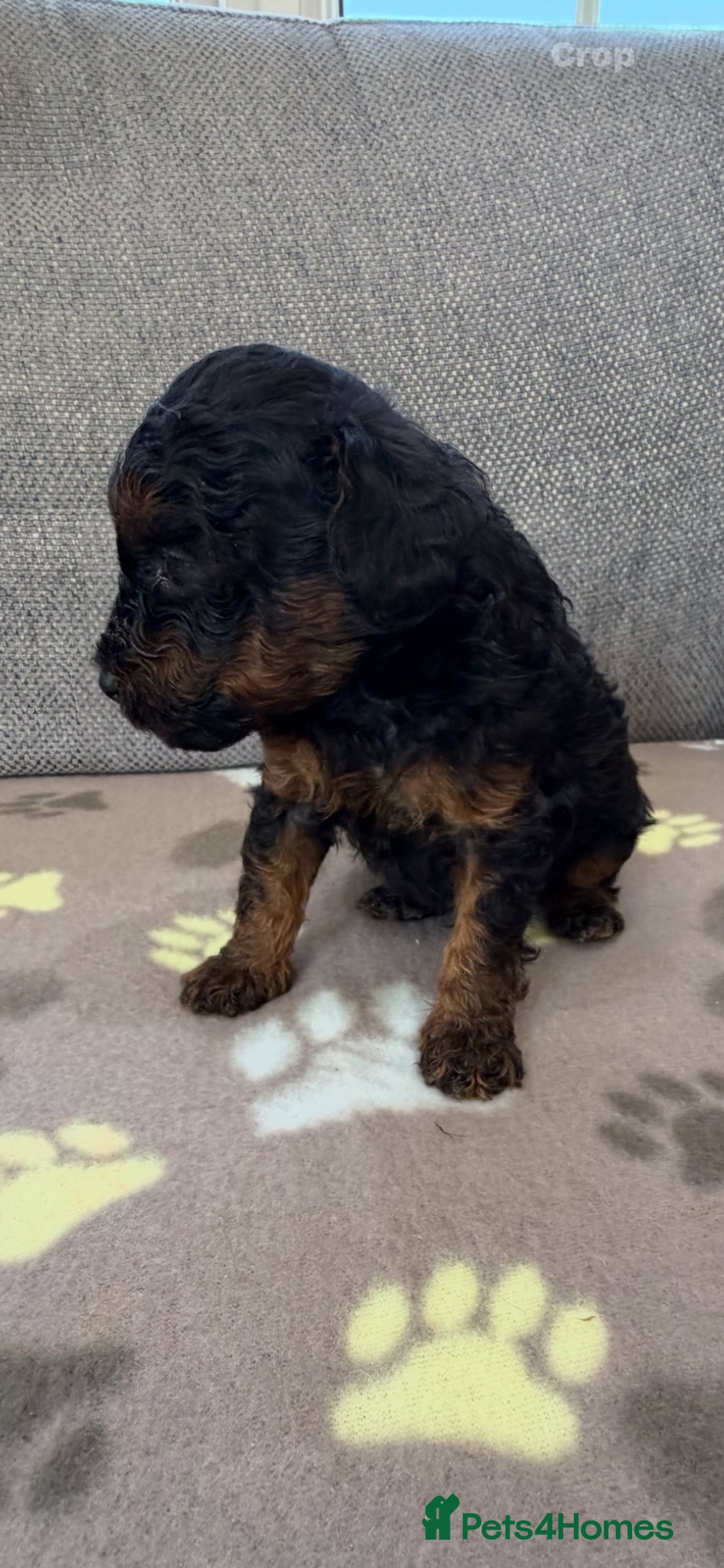 Toy Poodle dogs Tiny beautiful Toy Poodles 🐾 - Advert 7