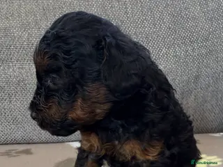 Toy Poodle dogs Tiny beautiful Toy Poodles 🐾 - Advert 5