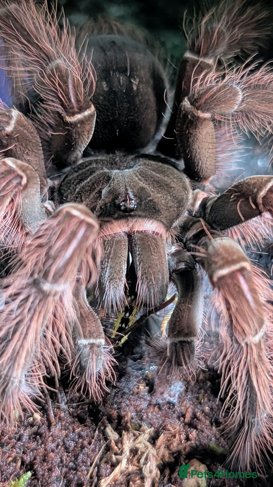 Tarantulas invertebrates for sale: Theraposa Blondi (Goliath bird eater tarantula) - Advert 4