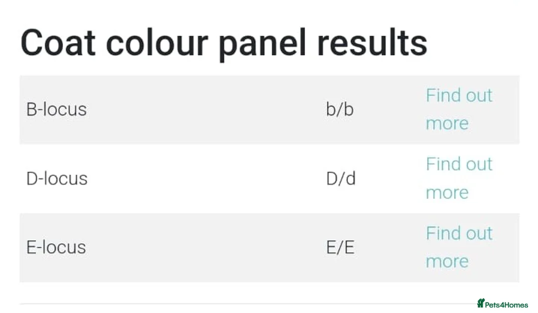 Labrador Retriever dogs for stud: Chocolate Carrying silver Labrador, Health Tested in Middlesbrough - Advert 5