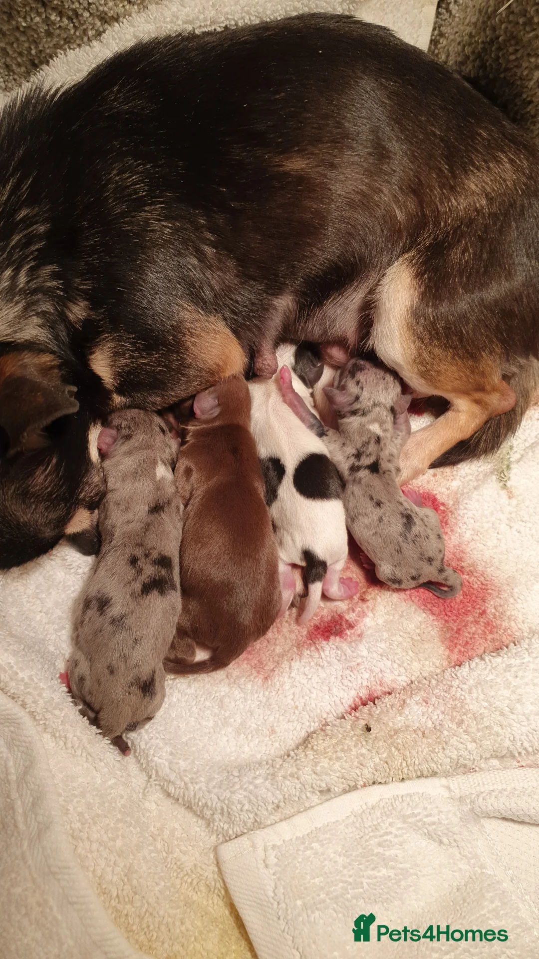 Chihuahua dogs for stud: Chihuahua in Launceston - Advert 4