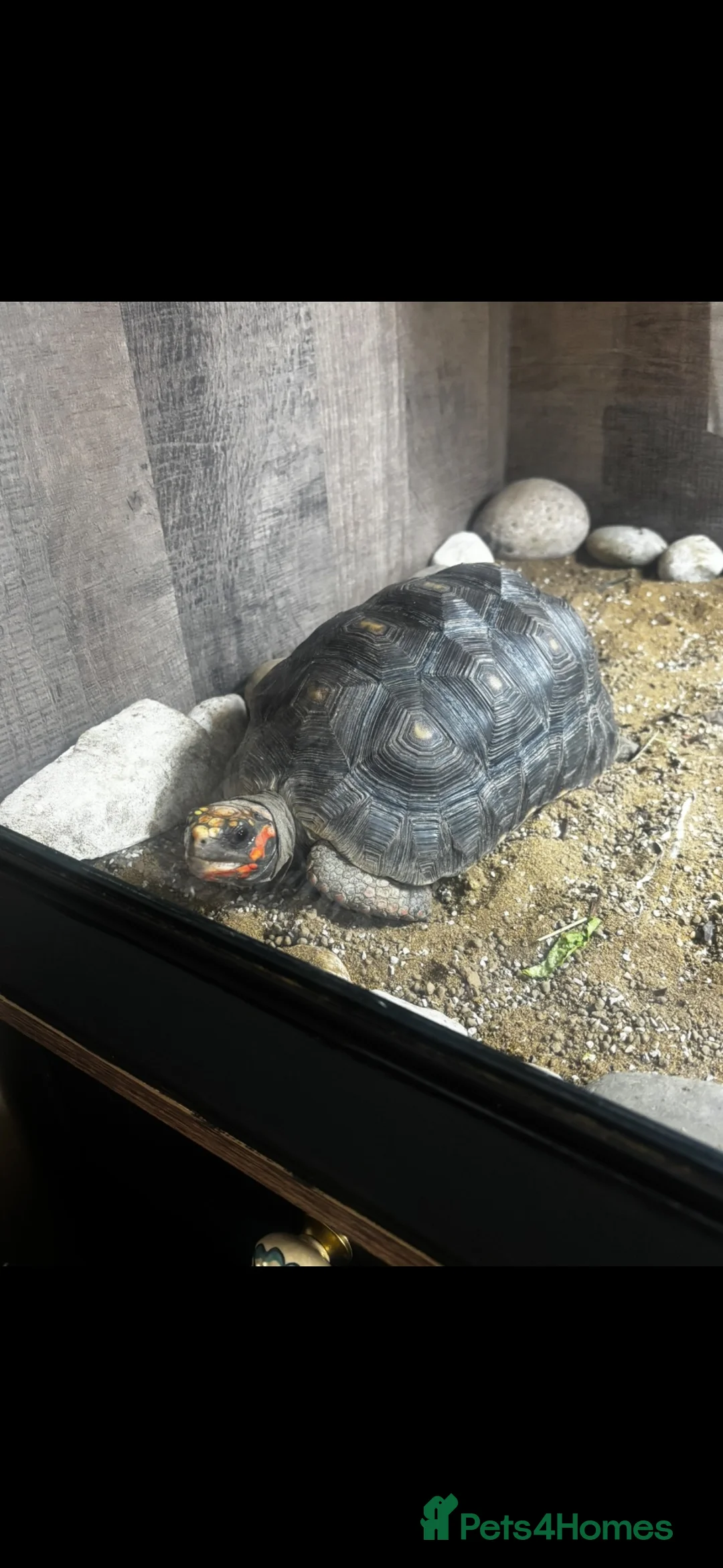 Tortoise reptiles for sale: Red foot tortoise + enclosure  in Milton Keynes - Advert 2
