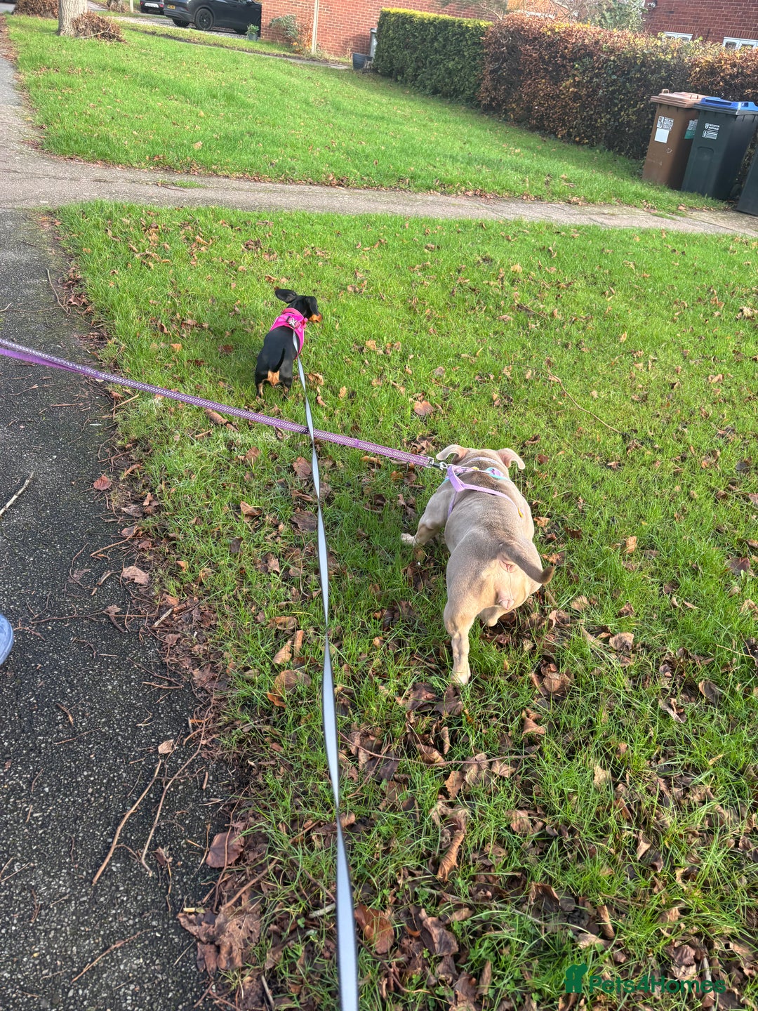 American Bully dogs for sale: Female micro bully - Advert 6