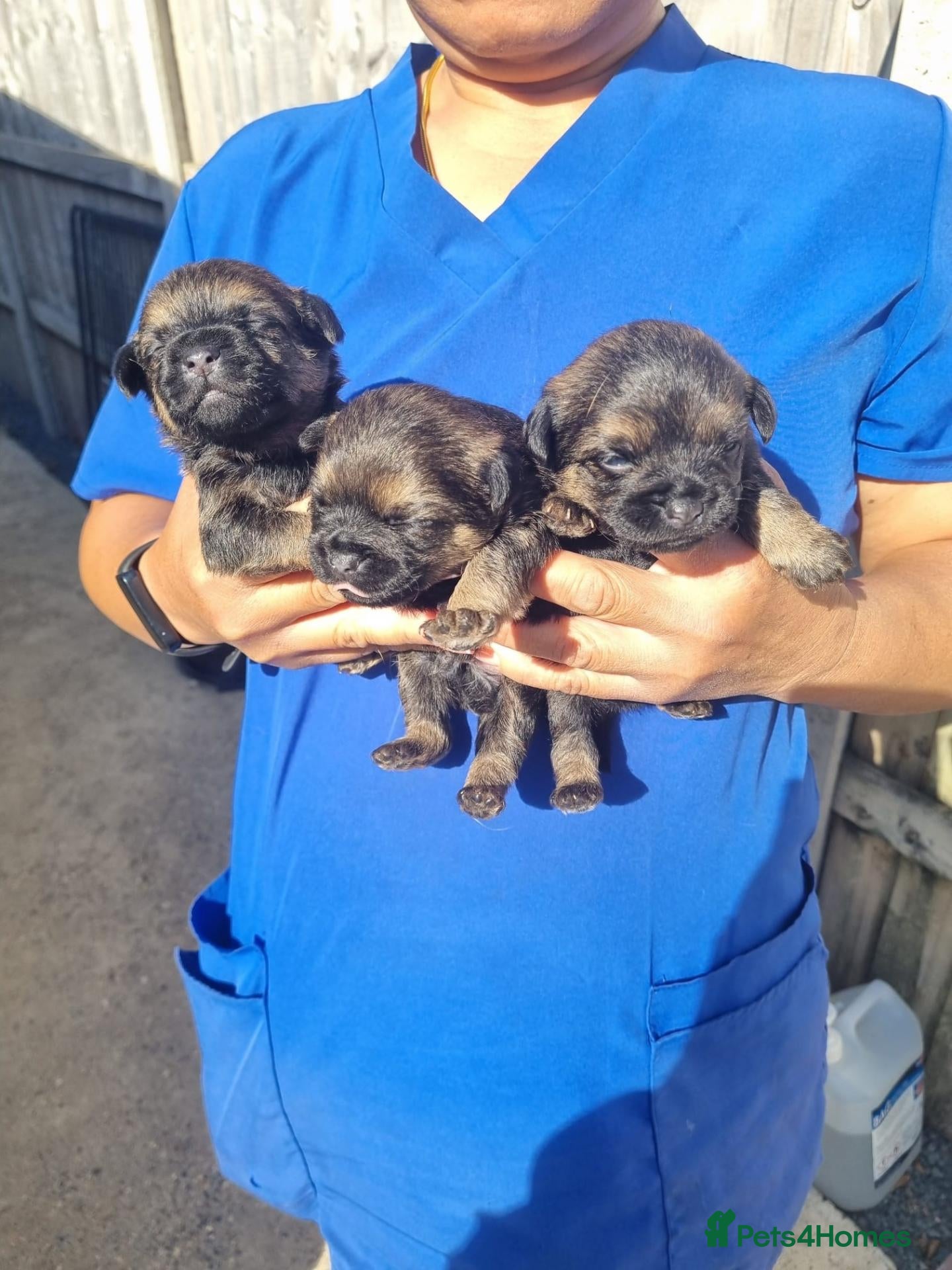 Border Terrier dogs Border Terrier Puppies  - Advert 1