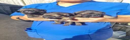 Border Terrier dogs for sale: Border Terrier Puppies  - Advert 1