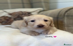 Miniature Dachshund dogs for sale: CREAM MINIATURE DACHSHUNDS💛 - Image 4