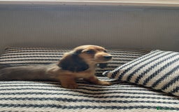 Miniature Dachshund dogs for sale: Beautiful Miniature long-haired Dachshund Pups - Image 2