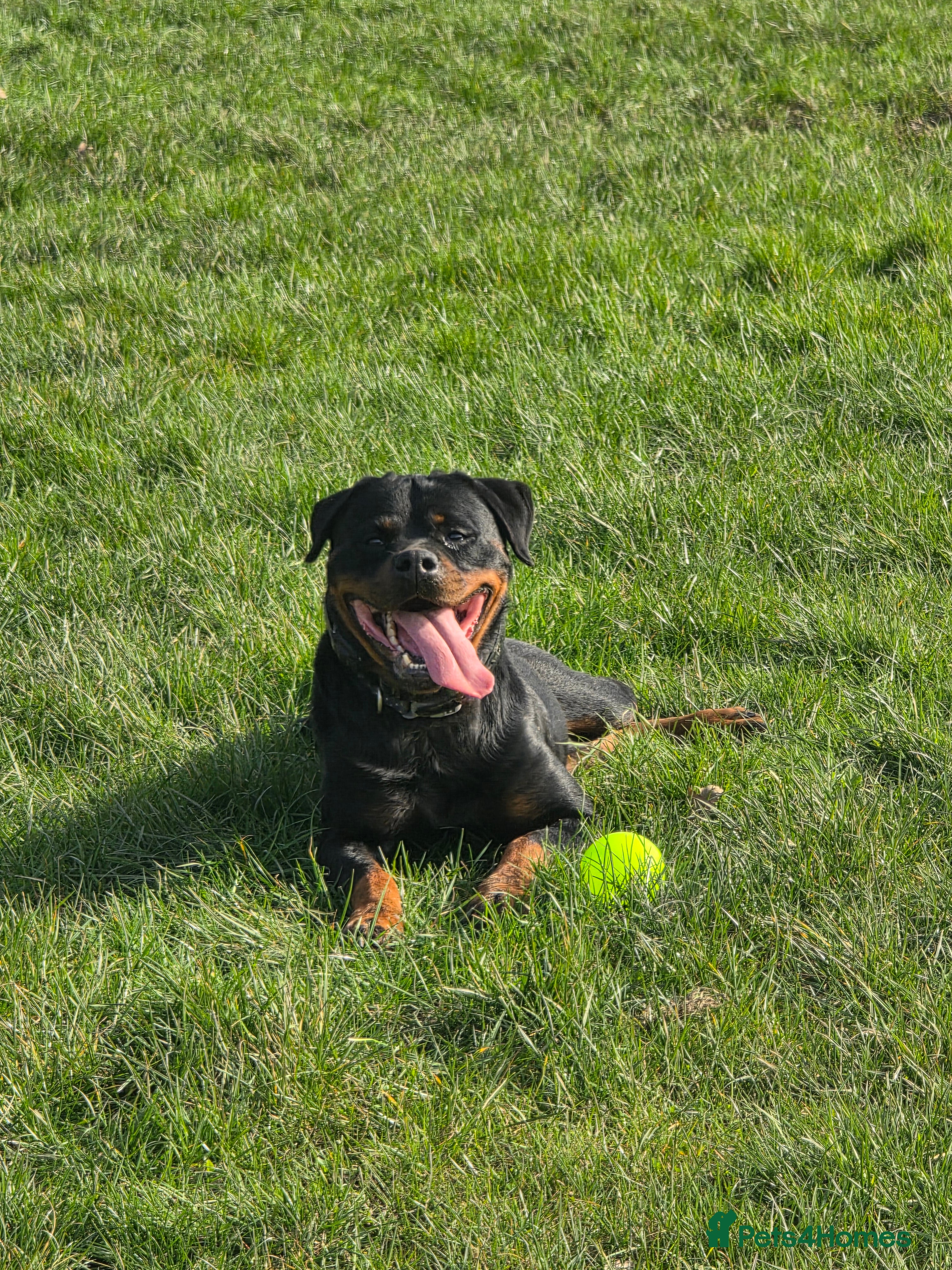 Rottweiler dogs Loyal Rottweiler Looking for Her Forever Home - Advert 19