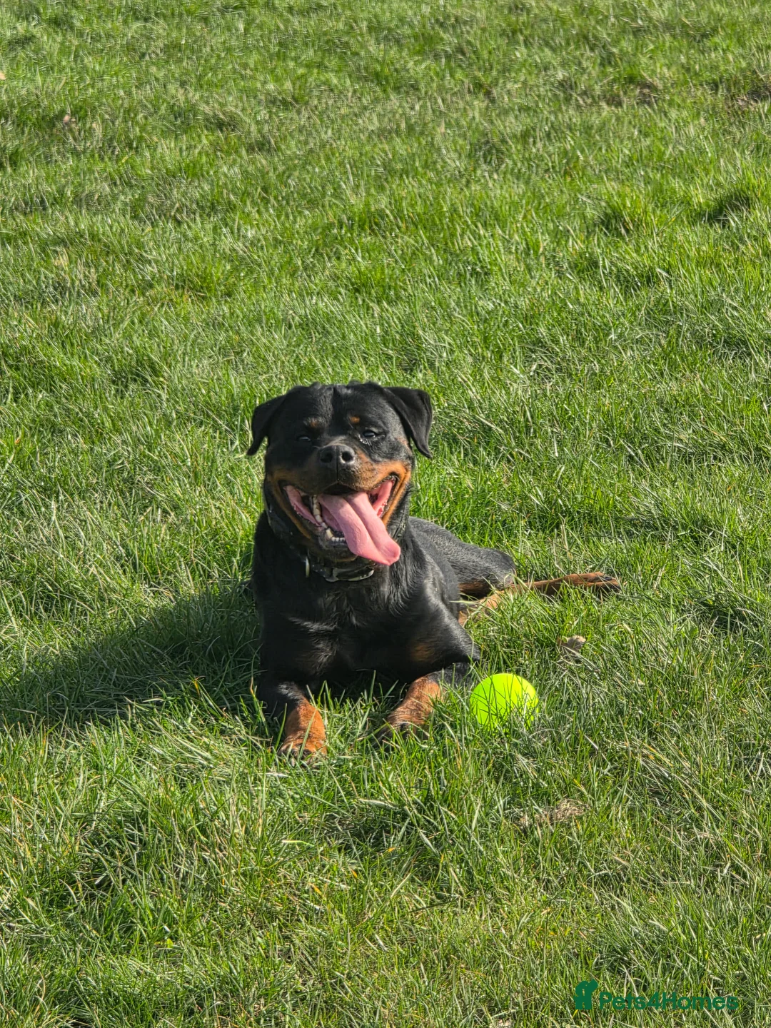 Rottweiler dogs for sale: Loyal Rottweiler Looking for Her Forever Home - Advert 1