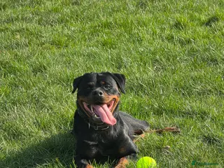 Rottweiler dogs Loyal Rottweiler Looking for Her Forever Home - Advert 19