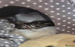 Domestic Shorthair cats for sale: Beautiful male tabby - Advert 15