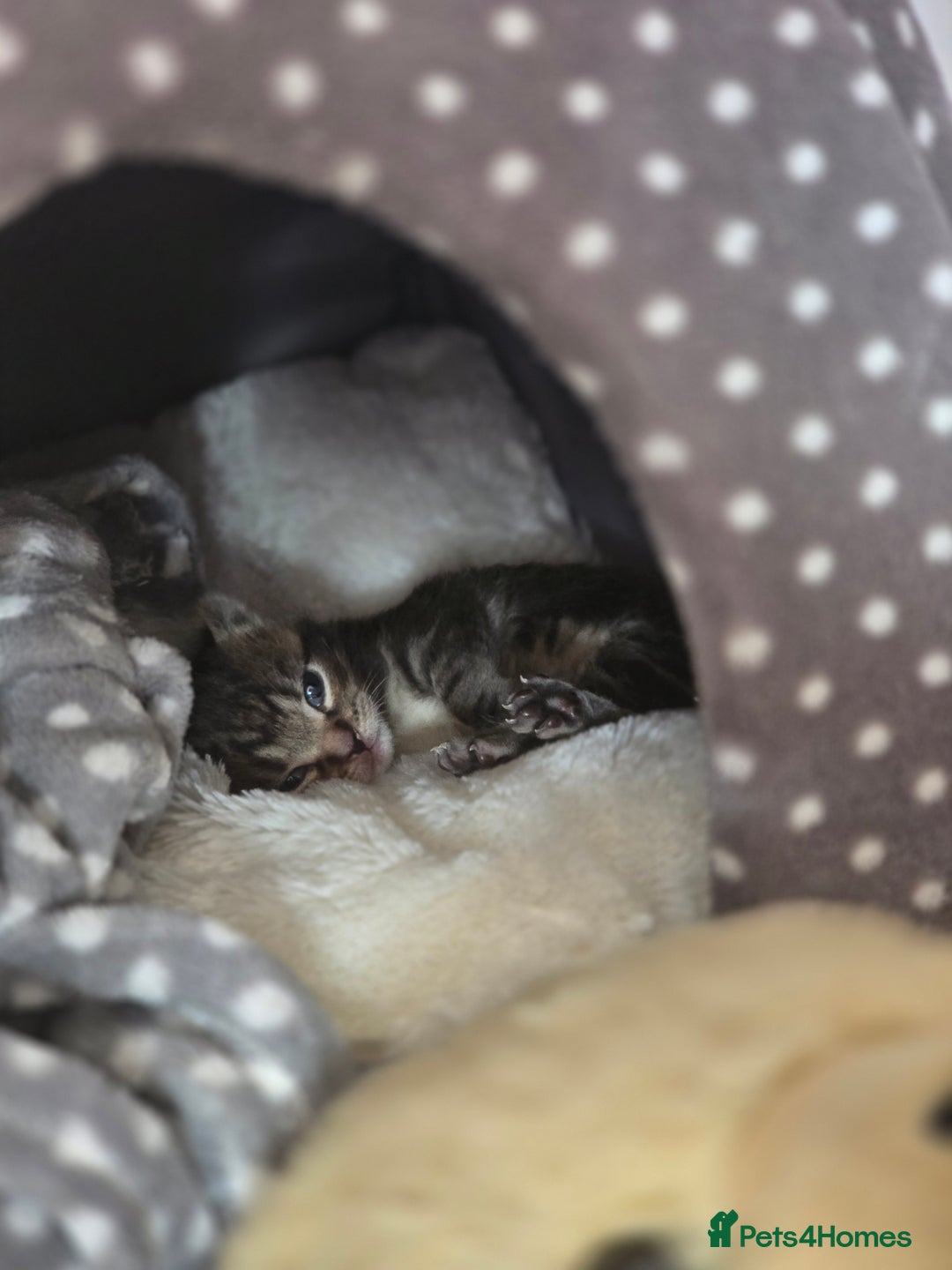 Domestic Shorthair cats for sale: Beautiful male tabby - Advert 15