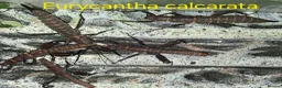 Stick Insects invertebrates for sale: Stick Insect Nymphs and Eggs for Sale - Advert 6